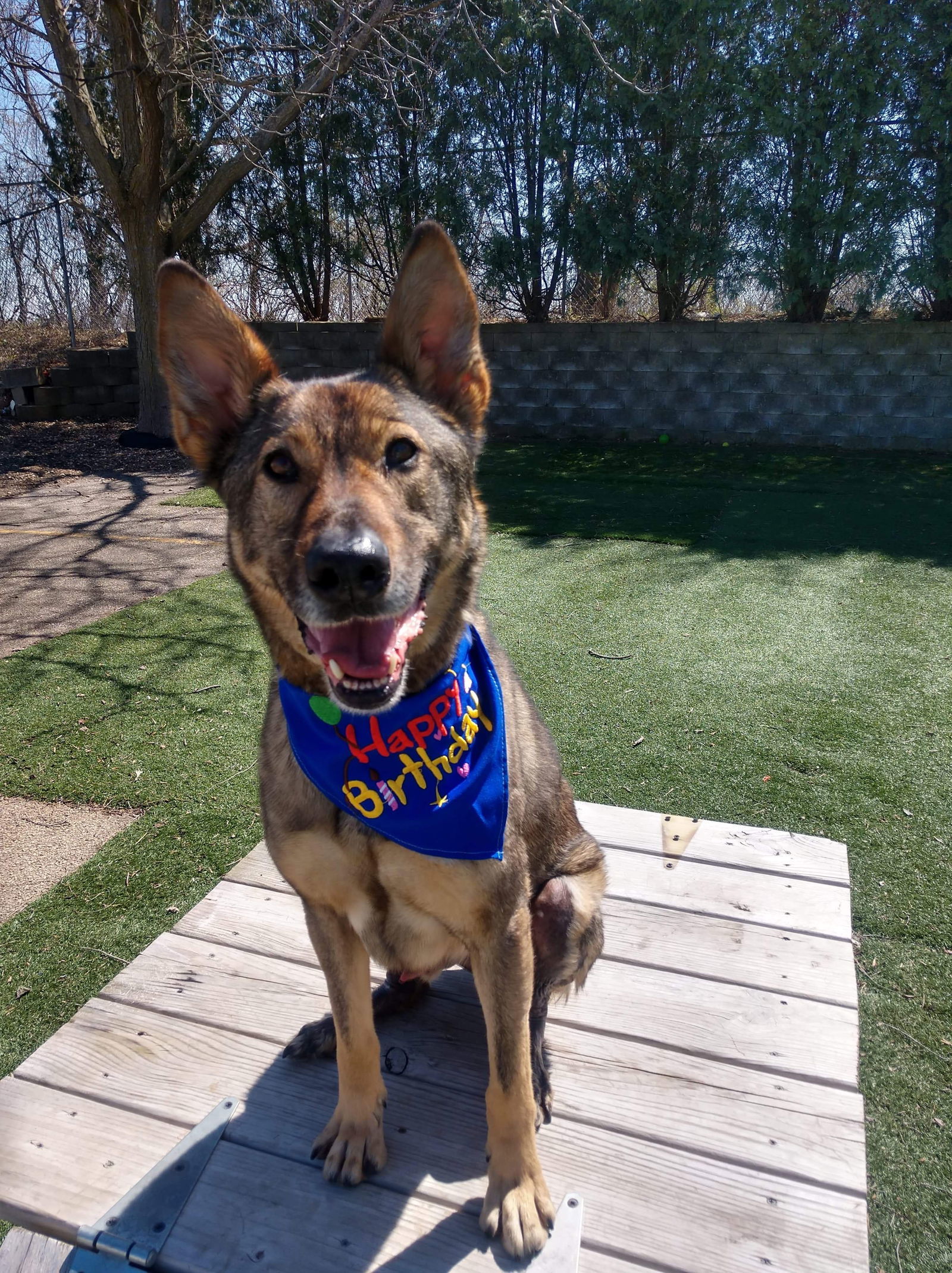 Barclay, an adoptable Shepherd in Cedar Rapids, IA, 52405 | Photo Image 3