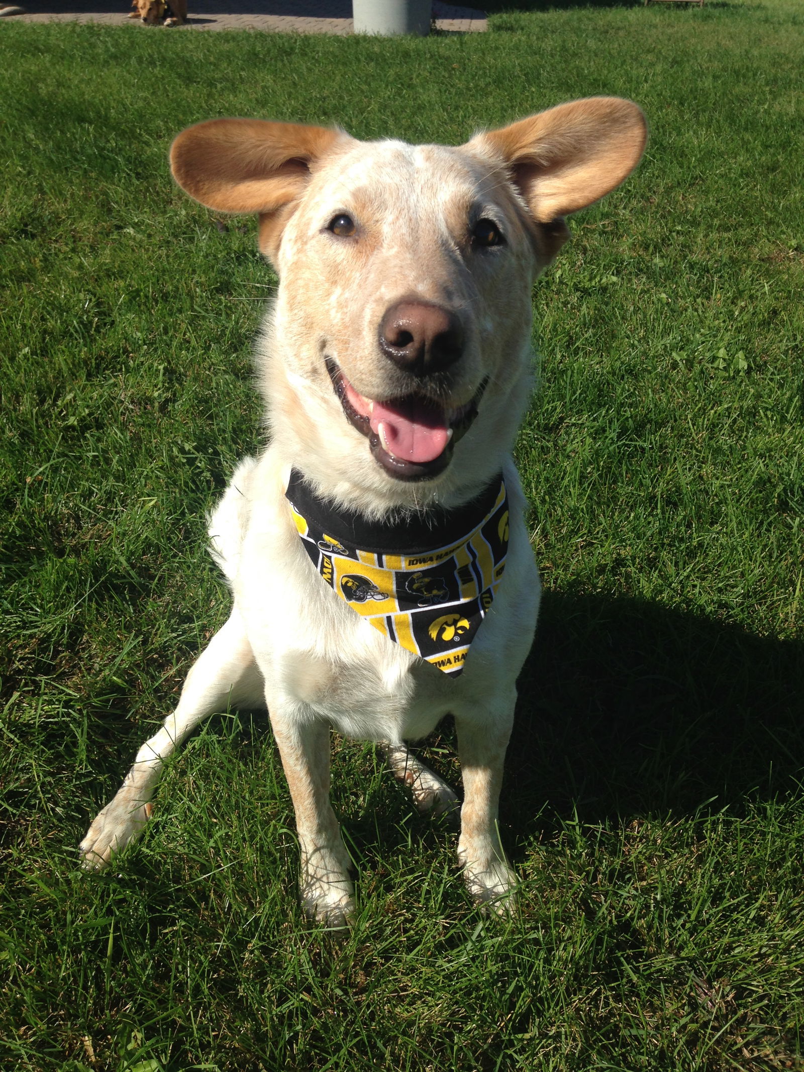 Duke/Jock, an adoptable Australian Cattle Dog / Blue Heeler, Harrier in Cedar Rapids, IA, 52405 | Photo Image 2