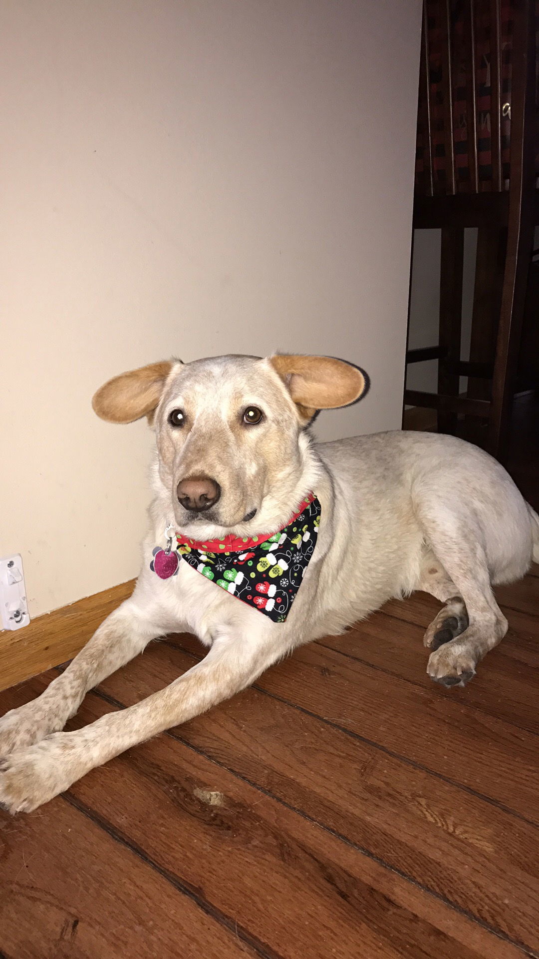 Duke/Jock, an adoptable Australian Cattle Dog / Blue Heeler, Harrier in Cedar Rapids, IA, 52405 | Photo Image 3