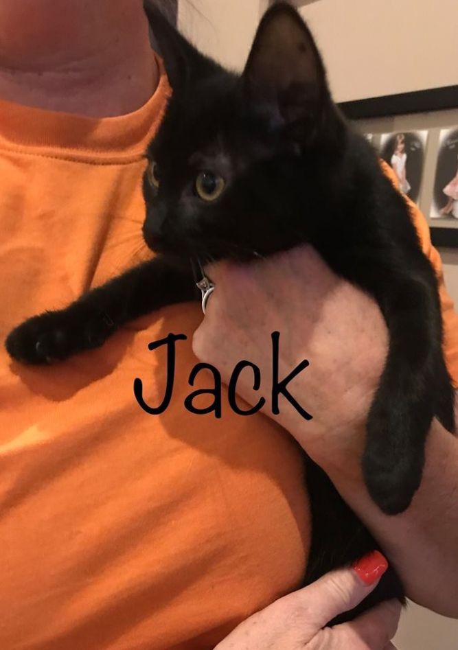 Jack (Courtesy Post)