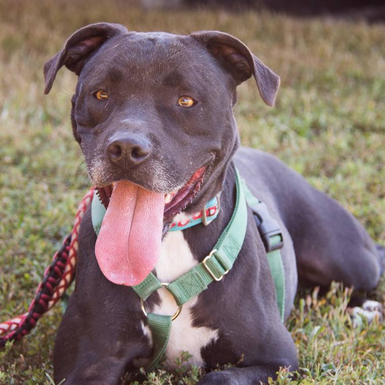 Belle - ISO special home, an adoptable Terrier in Midlothian, VA, 23112 | Photo Image 2