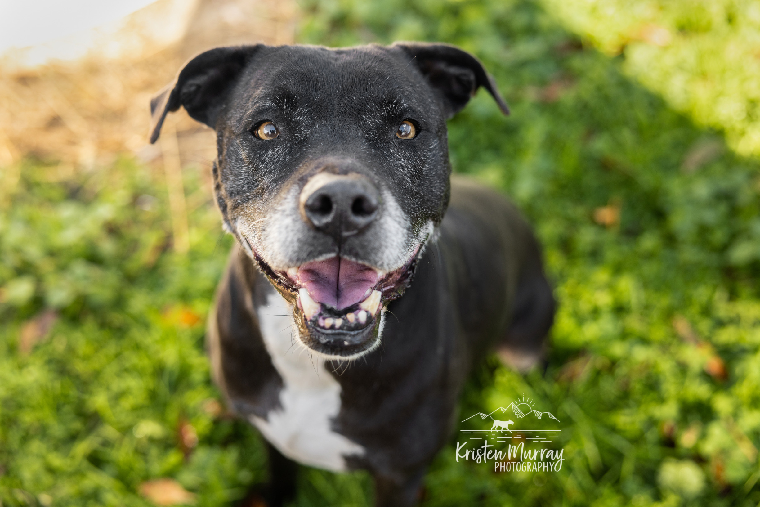 Belle - ISO special home, an adoptable Terrier in Midlothian, VA, 23112 | Photo Image 3