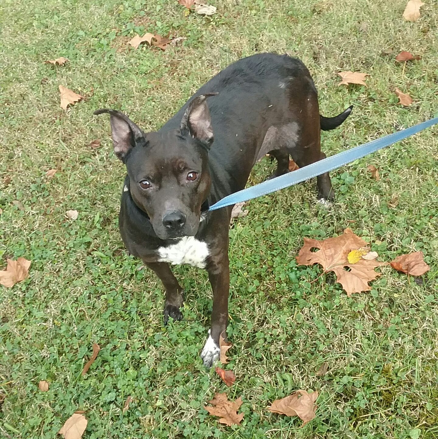 Lucy, an adoptable Pit Bull Terrier in Long Bottom, OH, 45743 | Photo Image 3