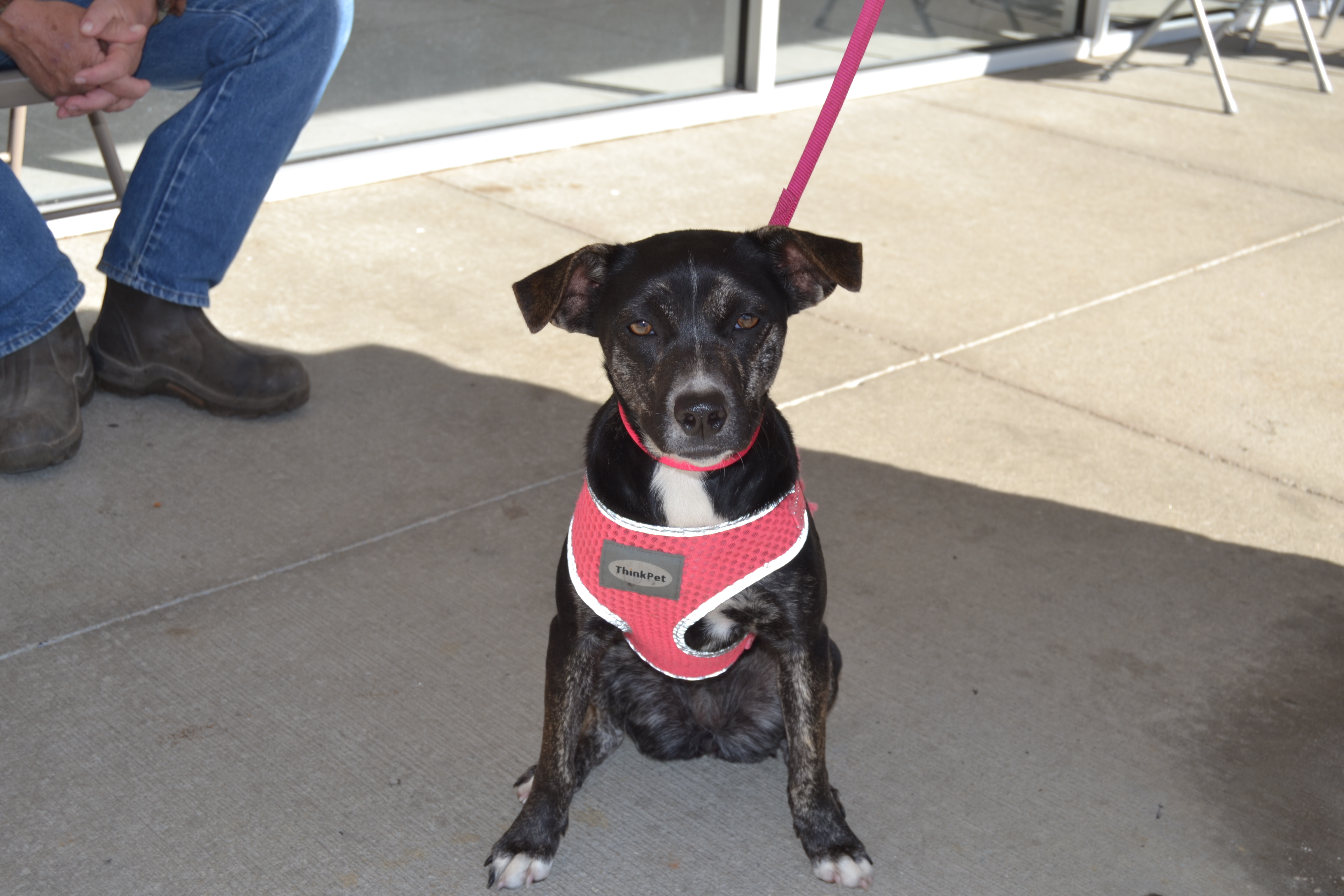 Margo, an adoptable Labrador Retriever in Florence, AL, 35662 | Photo Image 2