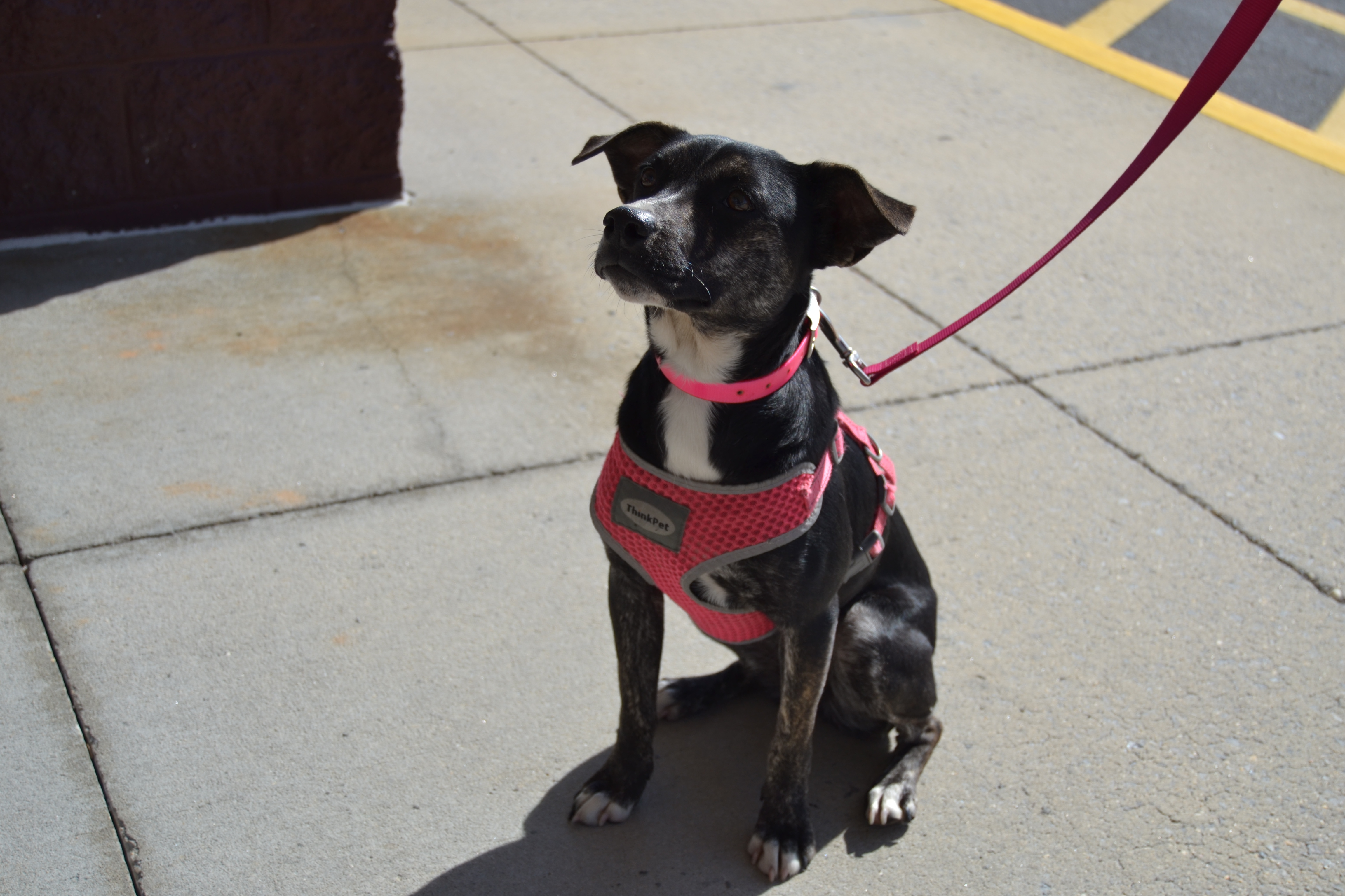 Margo, an adoptable Labrador Retriever in Florence, AL, 35662 | Photo Image 5