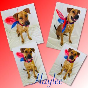 Haylee - Pawsitive Direction Program