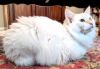 petfinder ragdoll