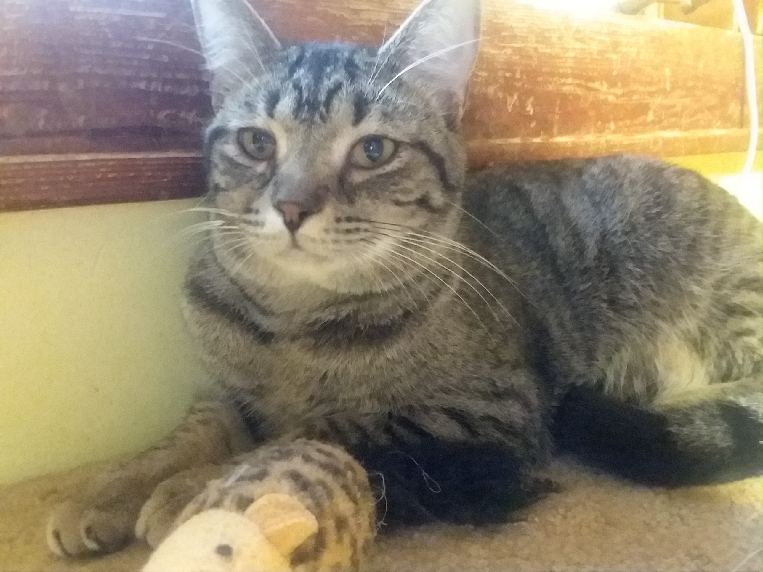 EMERALD, an adoptable Domestic Short Hair in Greensburg, PA | Photo Image 1