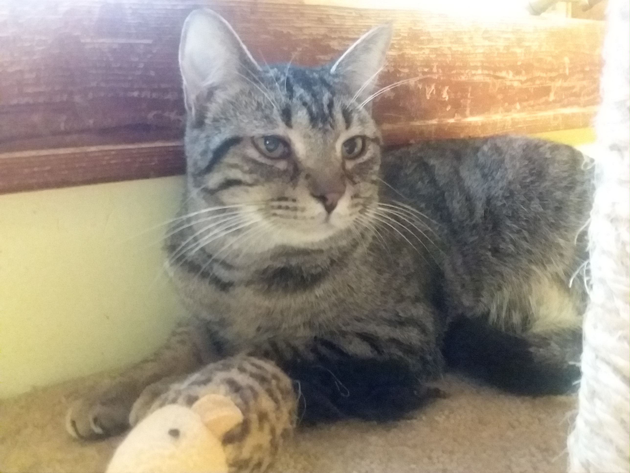 EMERALD, an adoptable Domestic Short Hair in Greensburg, PA | Photo Image 2