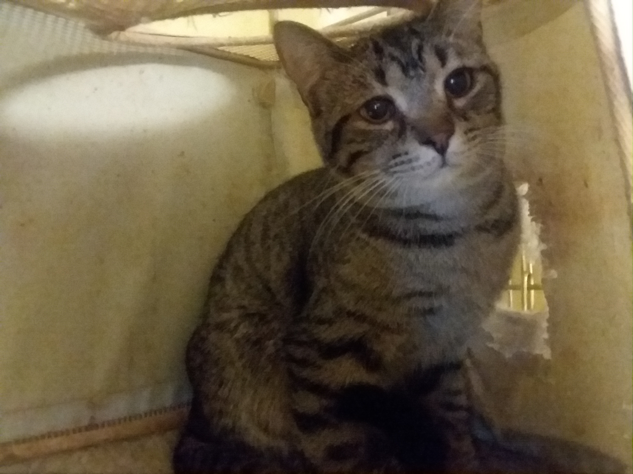 EMERALD, an adoptable Domestic Short Hair in Greensburg, PA | Photo Image 3