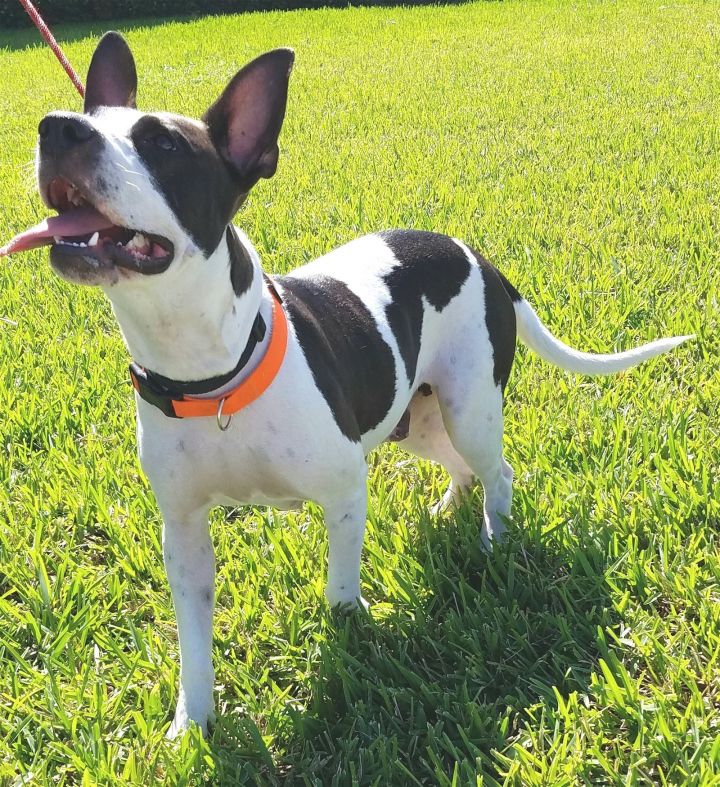 Grace, an adoptable Terrier & Hound Mix in Royal Palm Beach, FL_image-2