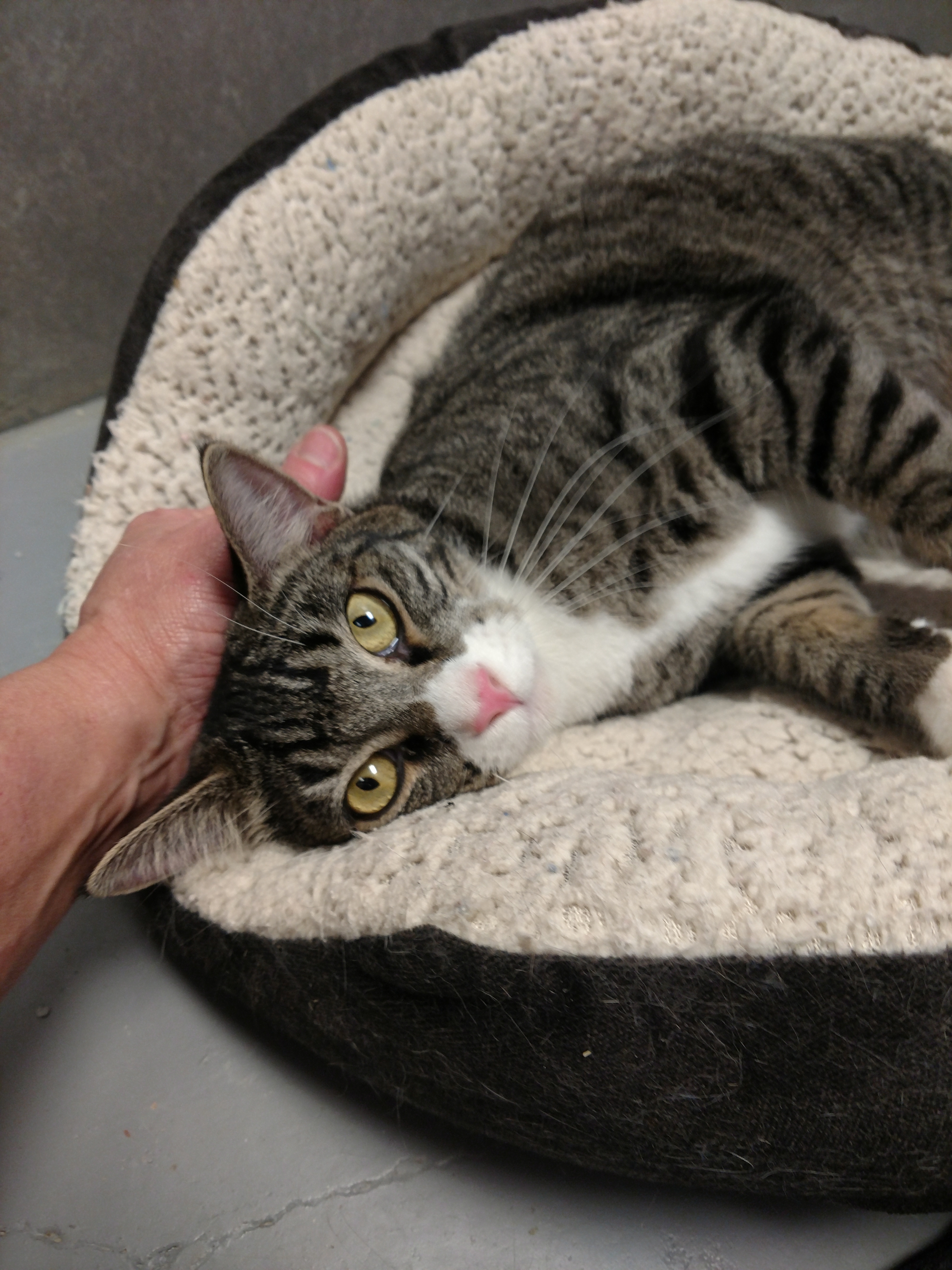 Dalton, an adoptable Domestic Short Hair in Pearland, TX, 77584 | Photo Image 3