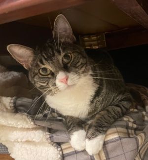Dalton, Adult Male unknown