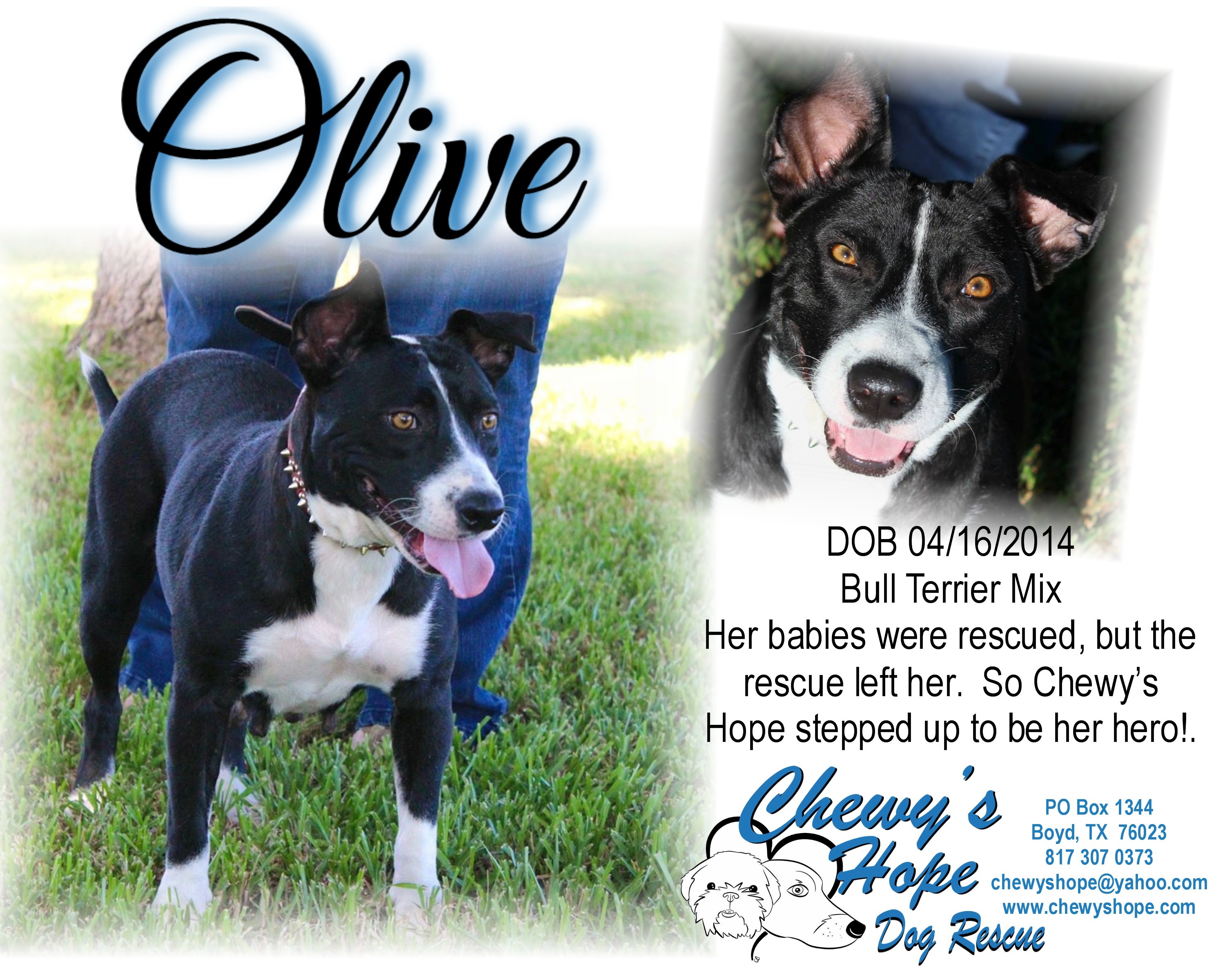 Olive, an adoptable American Staffordshire Terrier, Boxer in Boyd, TX, 76023 | Photo Image 1