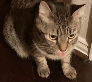 Tinsley, Adult Female unknown