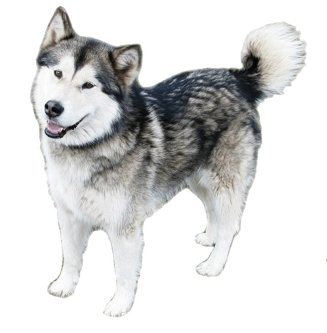 Malamutes for best sale adoption near me