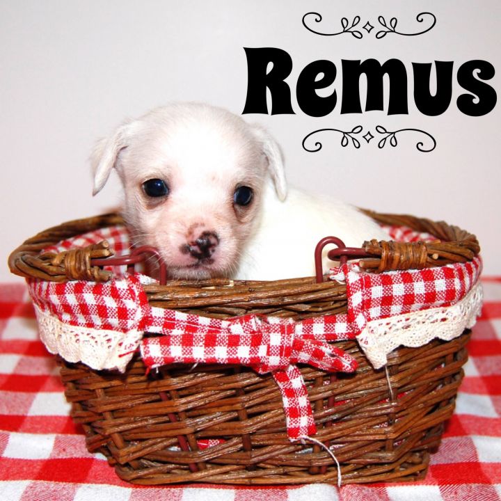 Remus 2