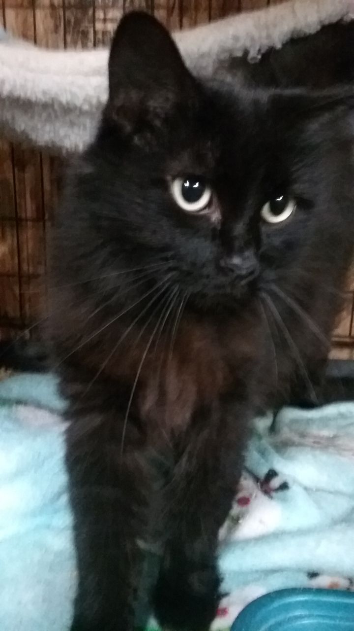 Kiki the Black--Adopted 2