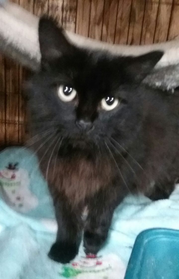 Kiki the Black--Adopted 5