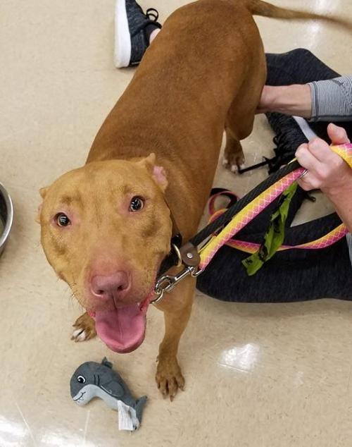 Bella 3, an adoptable Pit Bull Terrier in Powell, TN, 37849 | Photo Image 3