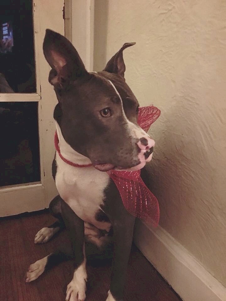 Sapphire-Adopted! 2