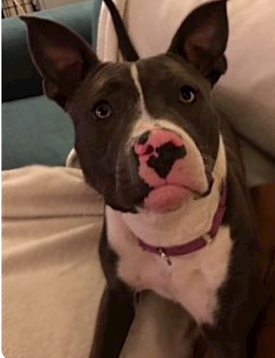 Sapphire-Adopted! 3