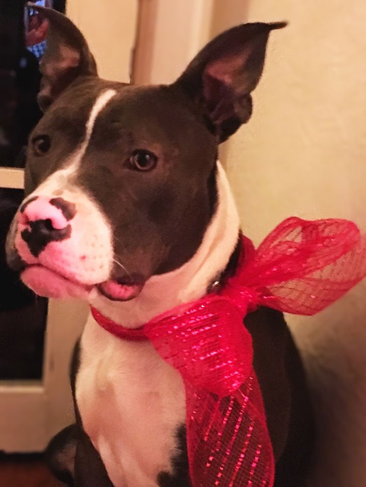 Sapphire-Adopted! 1