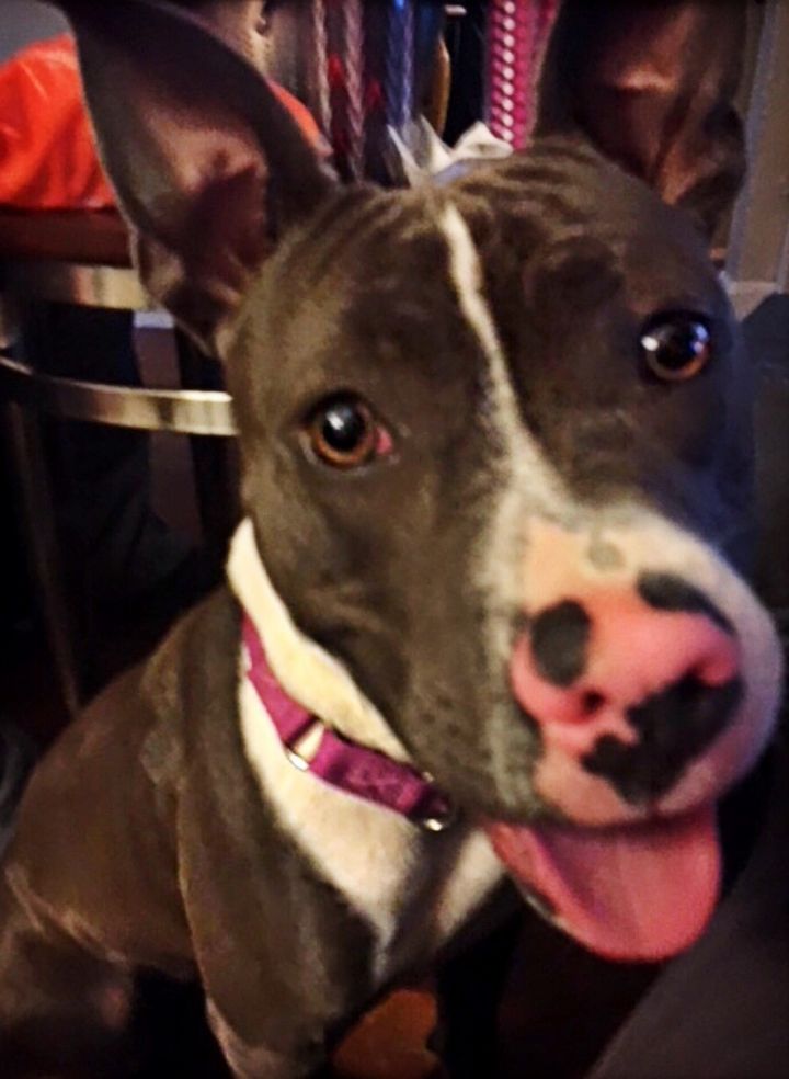 Sapphire-Adopted! 4