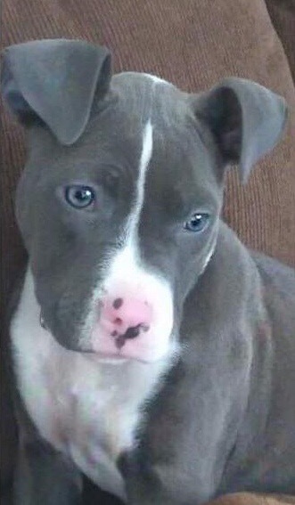 Sapphire-Adopted! 6