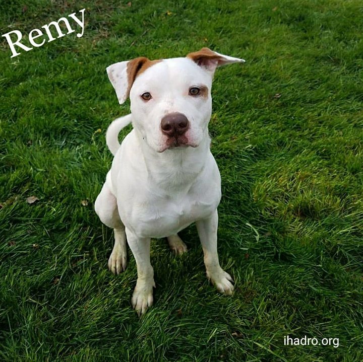 Remy, an adoptable Pit Bull Terrier in Blacklick, OH, 43004 | Photo Image 2