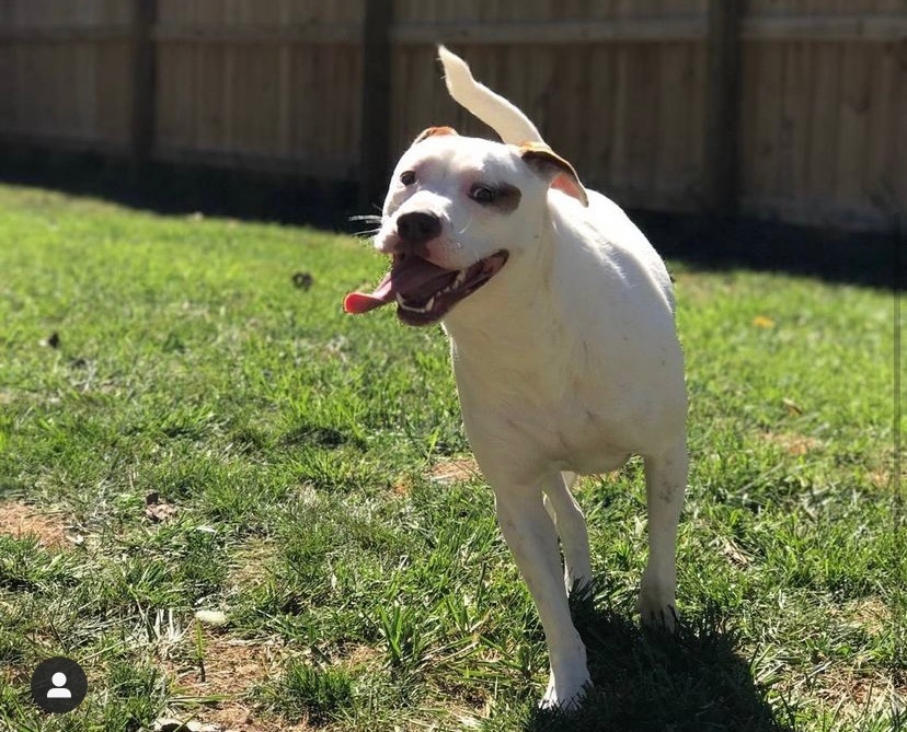 Remy, an adoptable Pit Bull Terrier in Blacklick, OH, 43004 | Photo Image 3