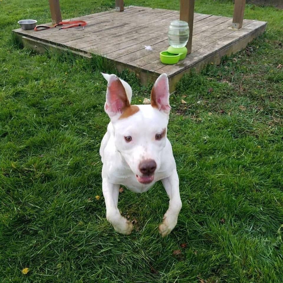 Remy, an adoptable Pit Bull Terrier in Blacklick, OH, 43004 | Photo Image 4