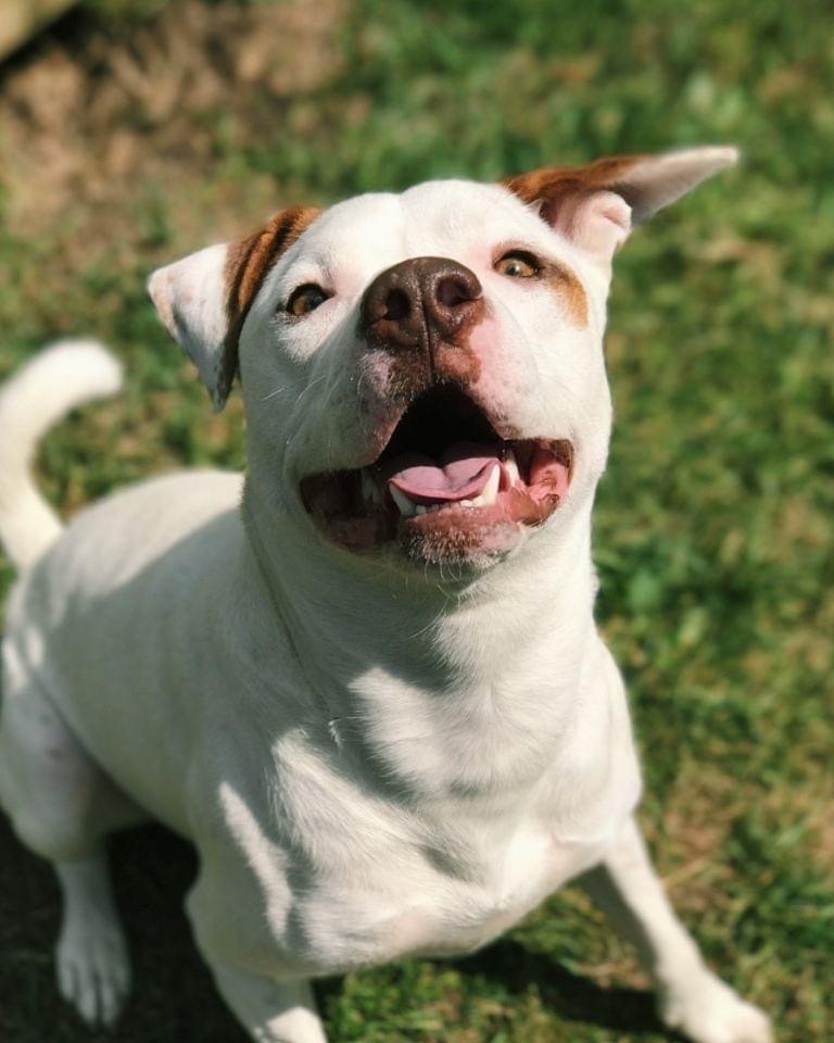 Remy, an adoptable Pit Bull Terrier in Blacklick, OH, 43004 | Photo Image 1