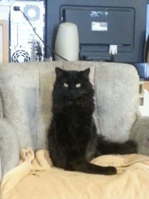 Beau, Adult Male unknown