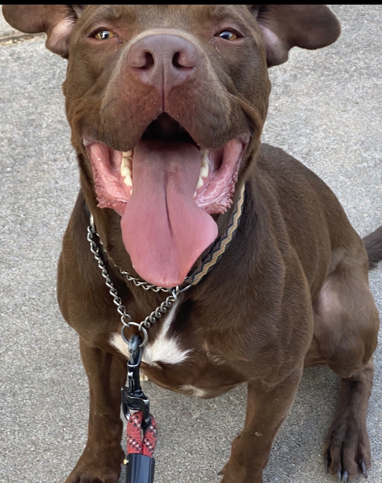 Rossi, an adoptable Labrador Retriever, American Staffordshire Terrier in Rosenberg, TX, 77471 | Photo Image 1