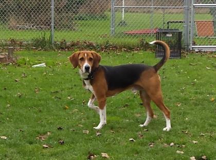 Sherman, an adoptable Harrier in Lockport, NY, 14094 | Photo Image 1