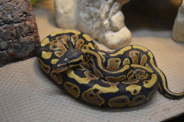Mr. Sid, an adopted Ball Python in Burlingham, NY_image-2