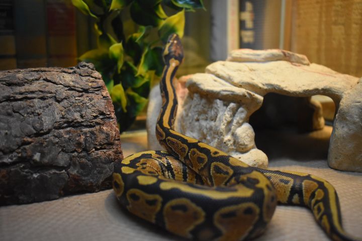 Mr. Sid, an adopted Ball Python in Burlingham, NY_image-6