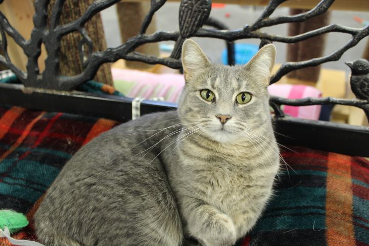 Spook, an adopted Tabby in Pierre, SD_image-2