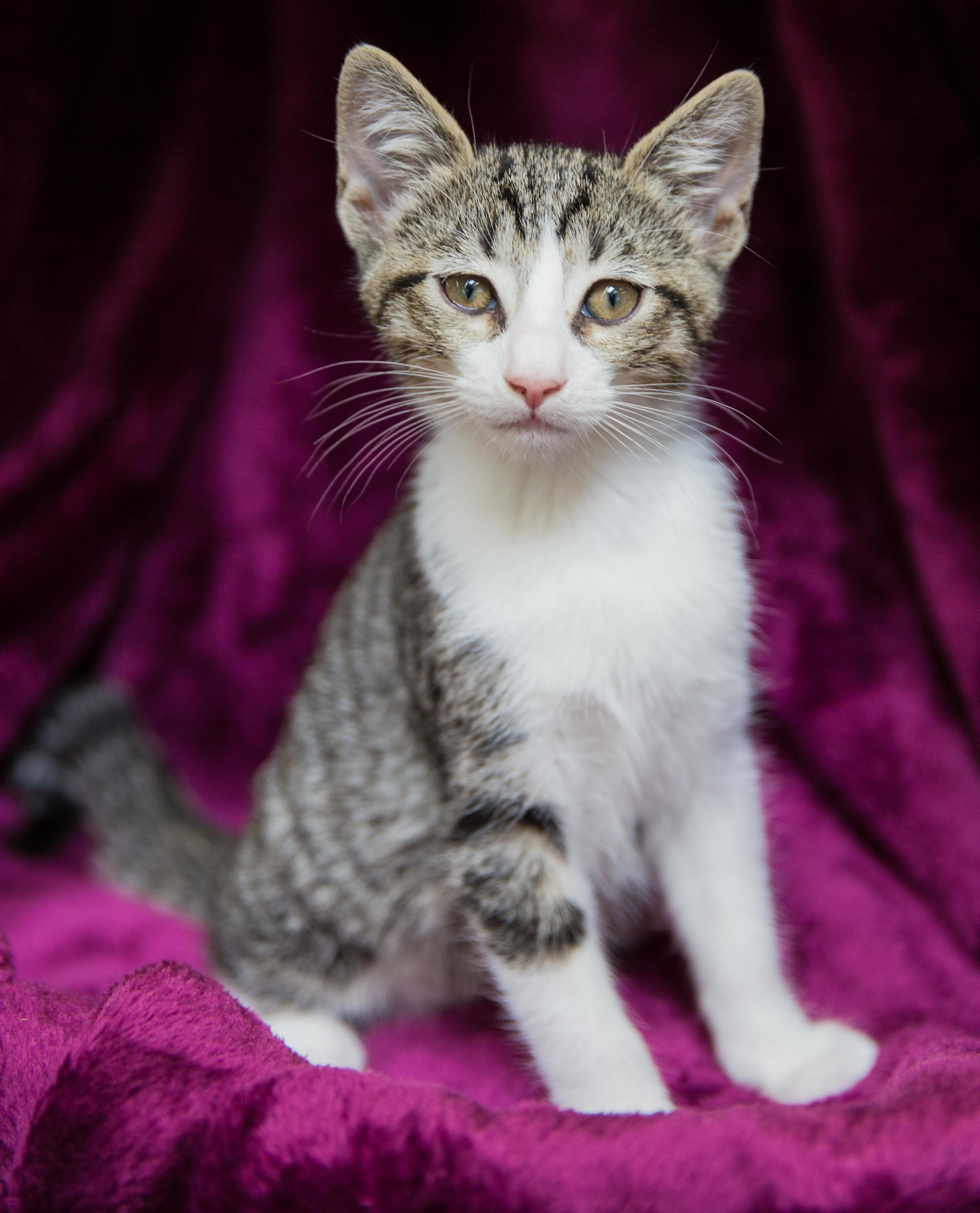 Toby, an adoptable Tabby, Domestic Short Hair in Los Angeles, CA, 90034 | Photo Image 1