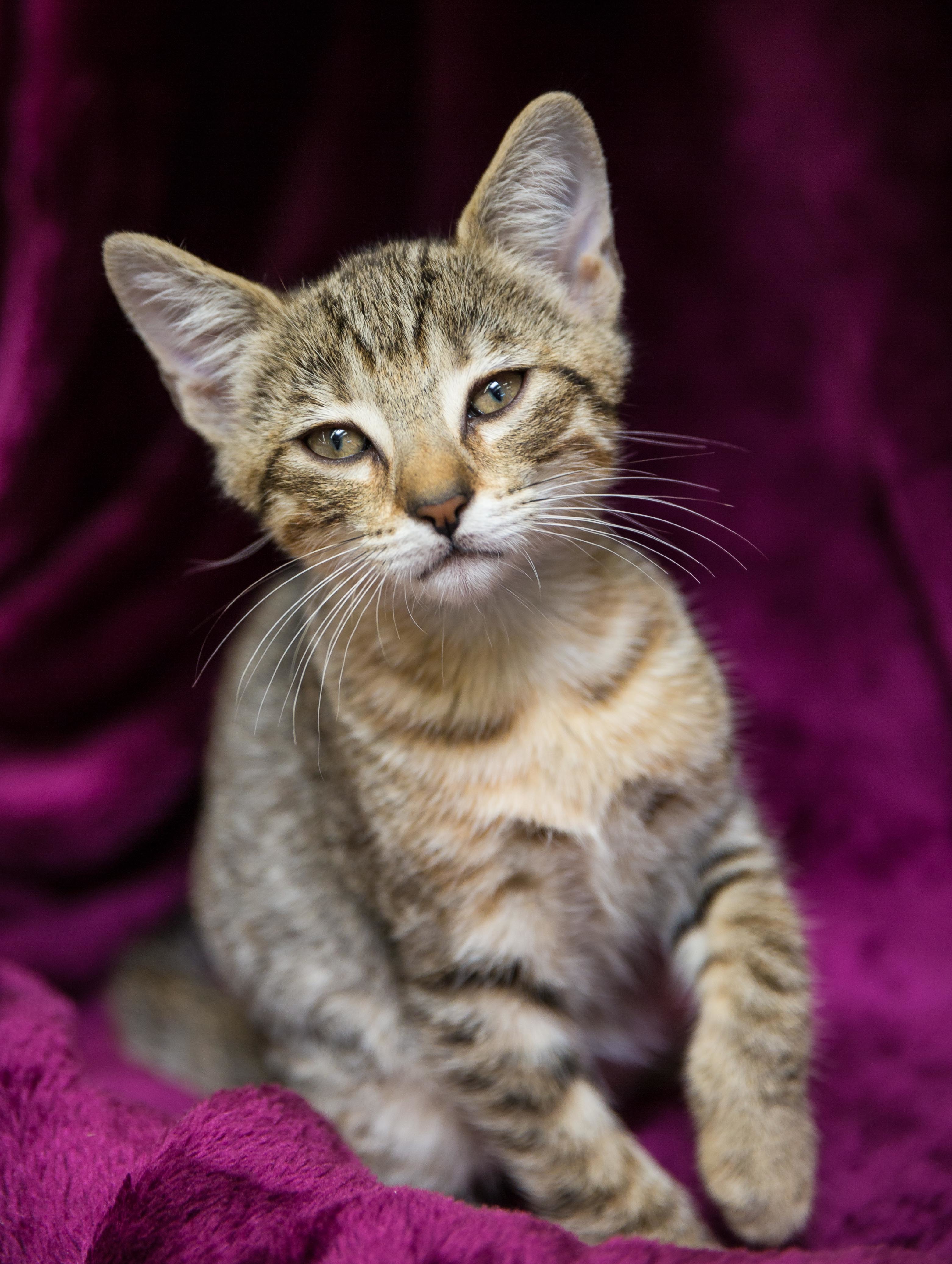 Tommy, an adoptable Tabby, Domestic Short Hair in Los Angeles, CA, 90034 | Photo Image 1