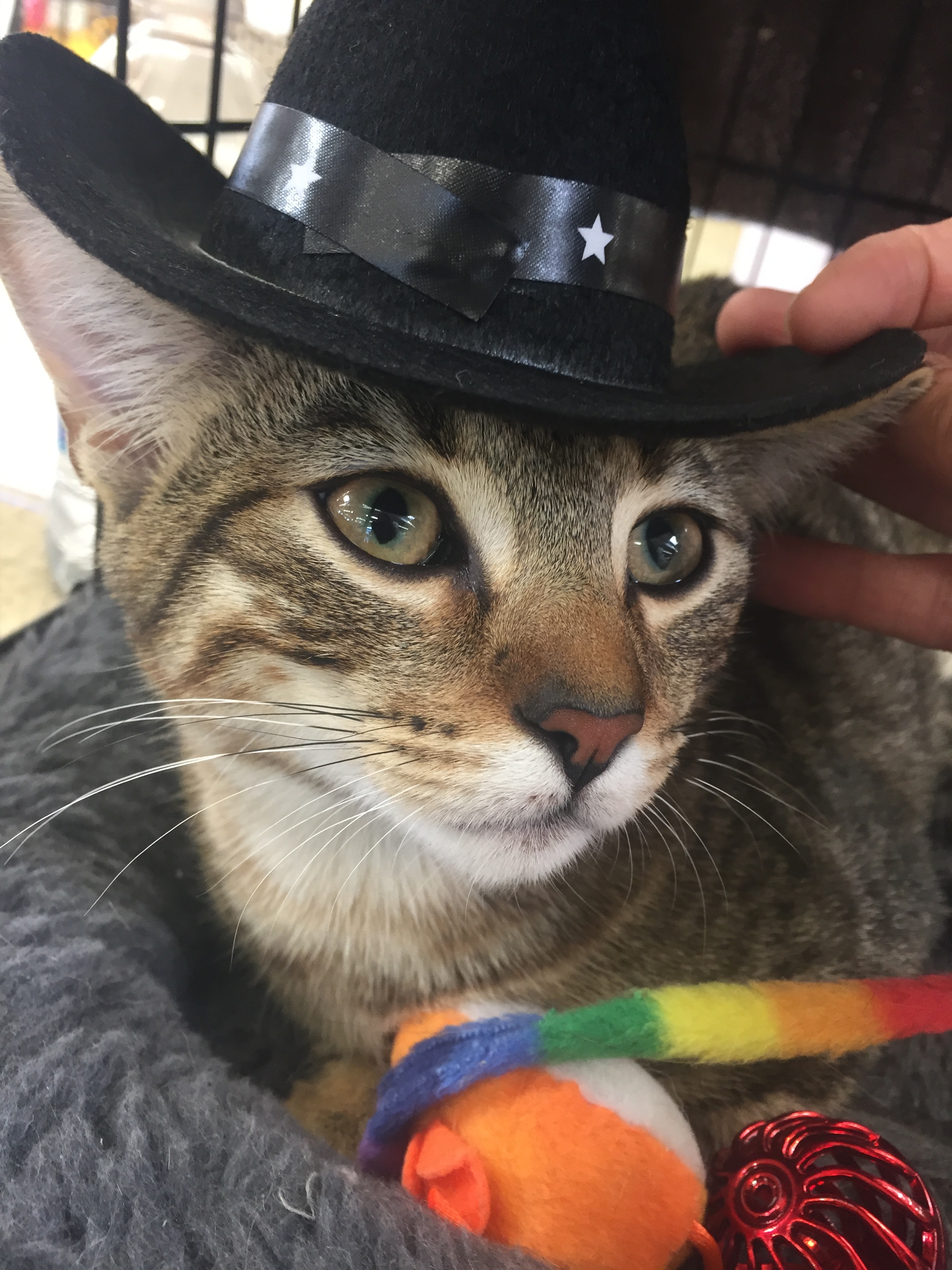 Tommy, an adoptable Tabby, Domestic Short Hair in Los Angeles, CA, 90034 | Photo Image 5