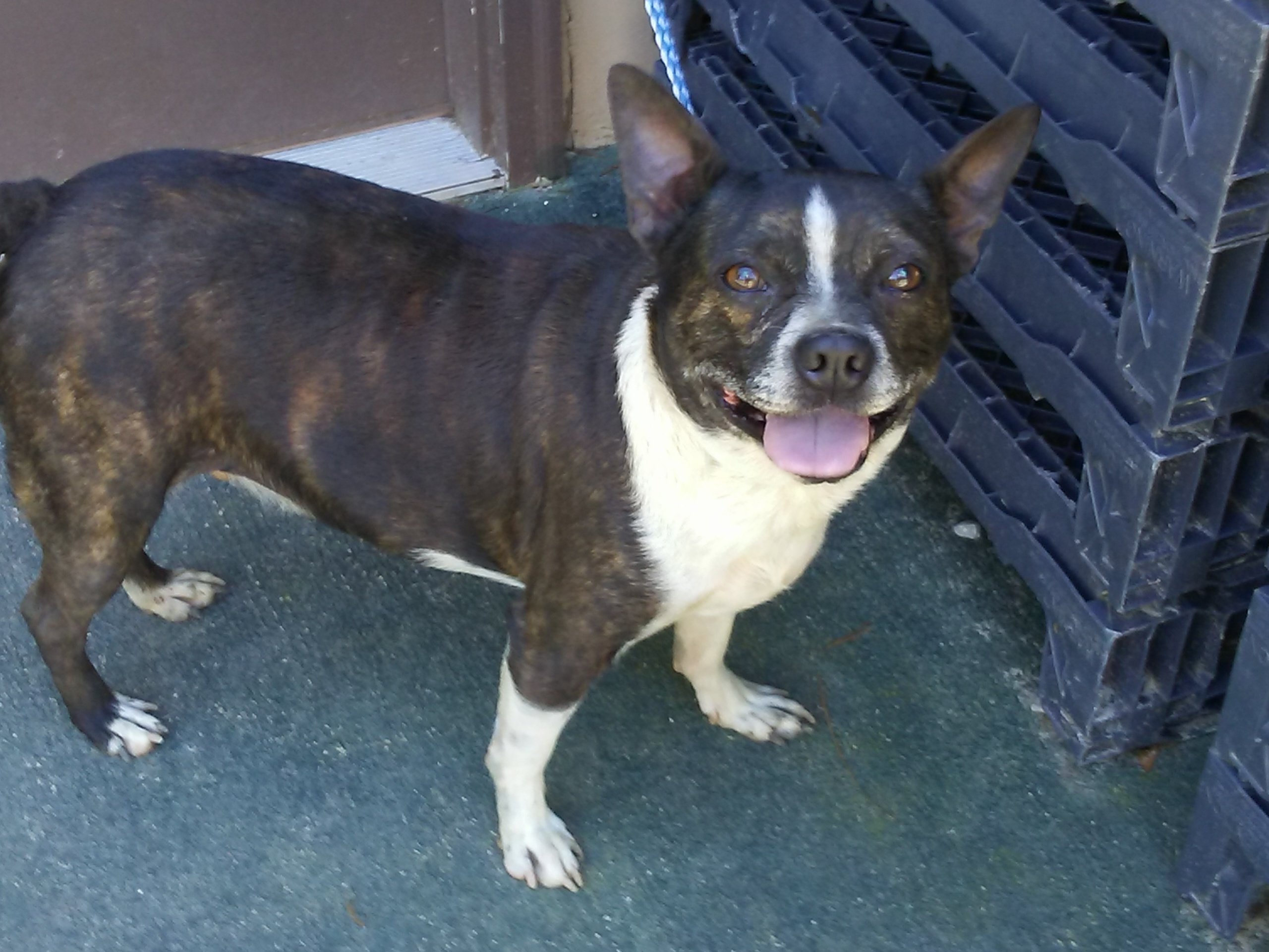 Rolo, an adoptable Boston Terrier in DeFuniak Springs, FL, 32433 | Photo Image 1