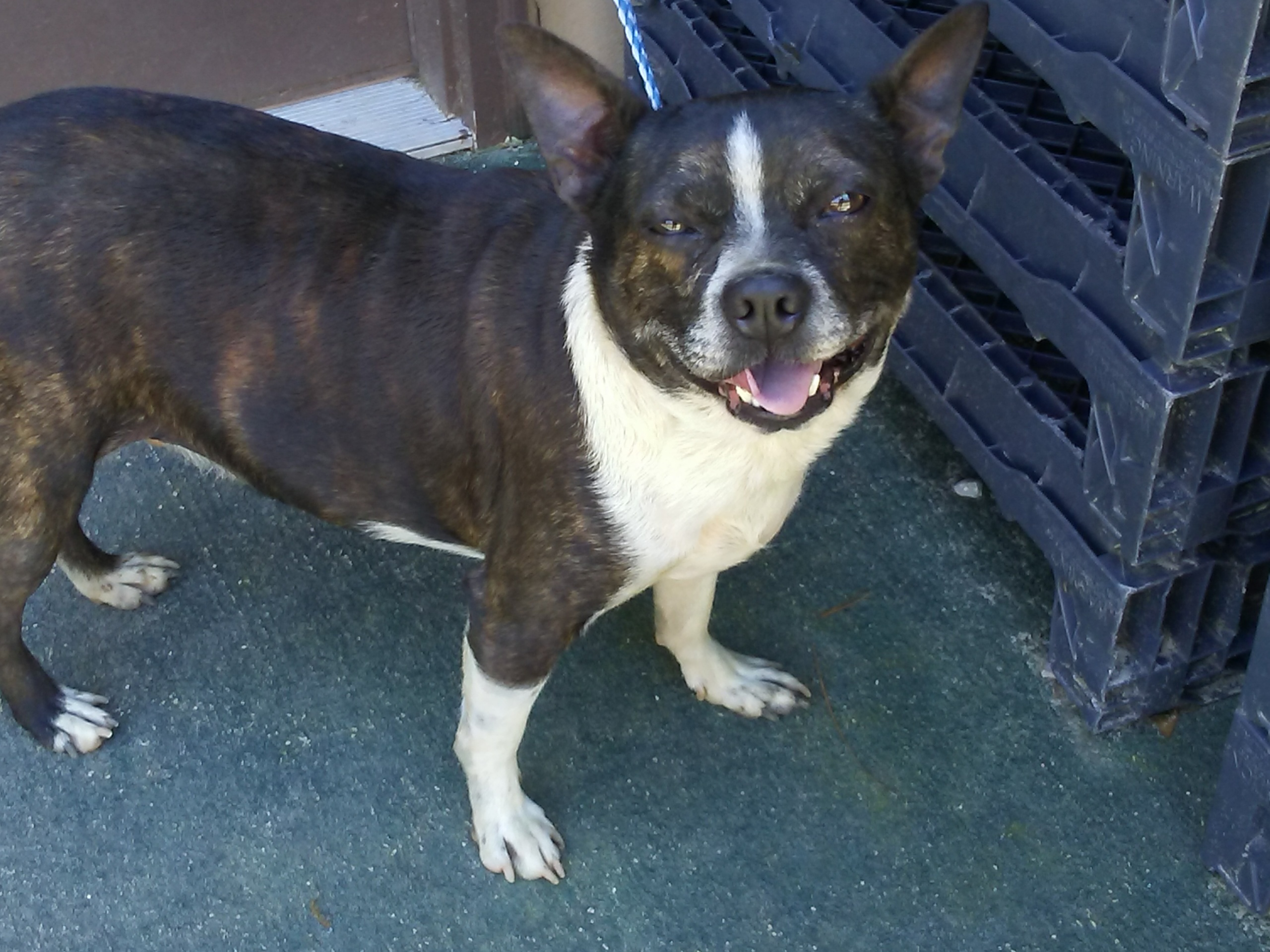 Rolo, an adoptable Boston Terrier in DeFuniak Springs, FL, 32433 | Photo Image 2