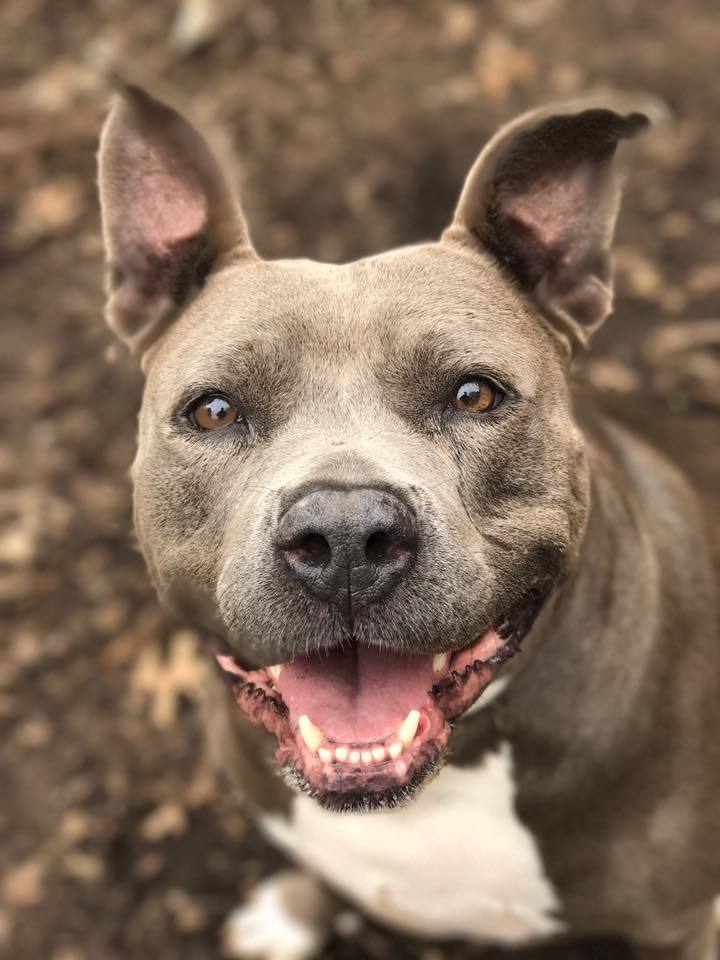 Emily, an adoptable Pit Bull Terrier in Shelbyville, KY, 40065 | Photo Image 1