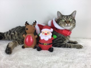 Candy, an adoptable Domestic Short Hair in Carthage, NC, 28327 | Photo Image 1