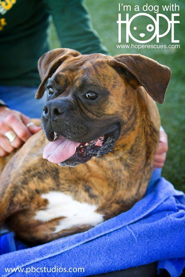 Ruby Roo, an adoptable Boxer in Godfrey, IL, 62035 | Photo Image 1