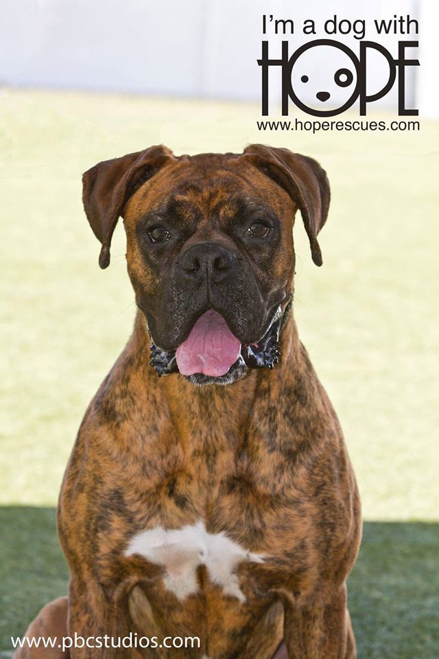 Ruby Roo, an adoptable Boxer in Godfrey, IL, 62035 | Photo Image 2