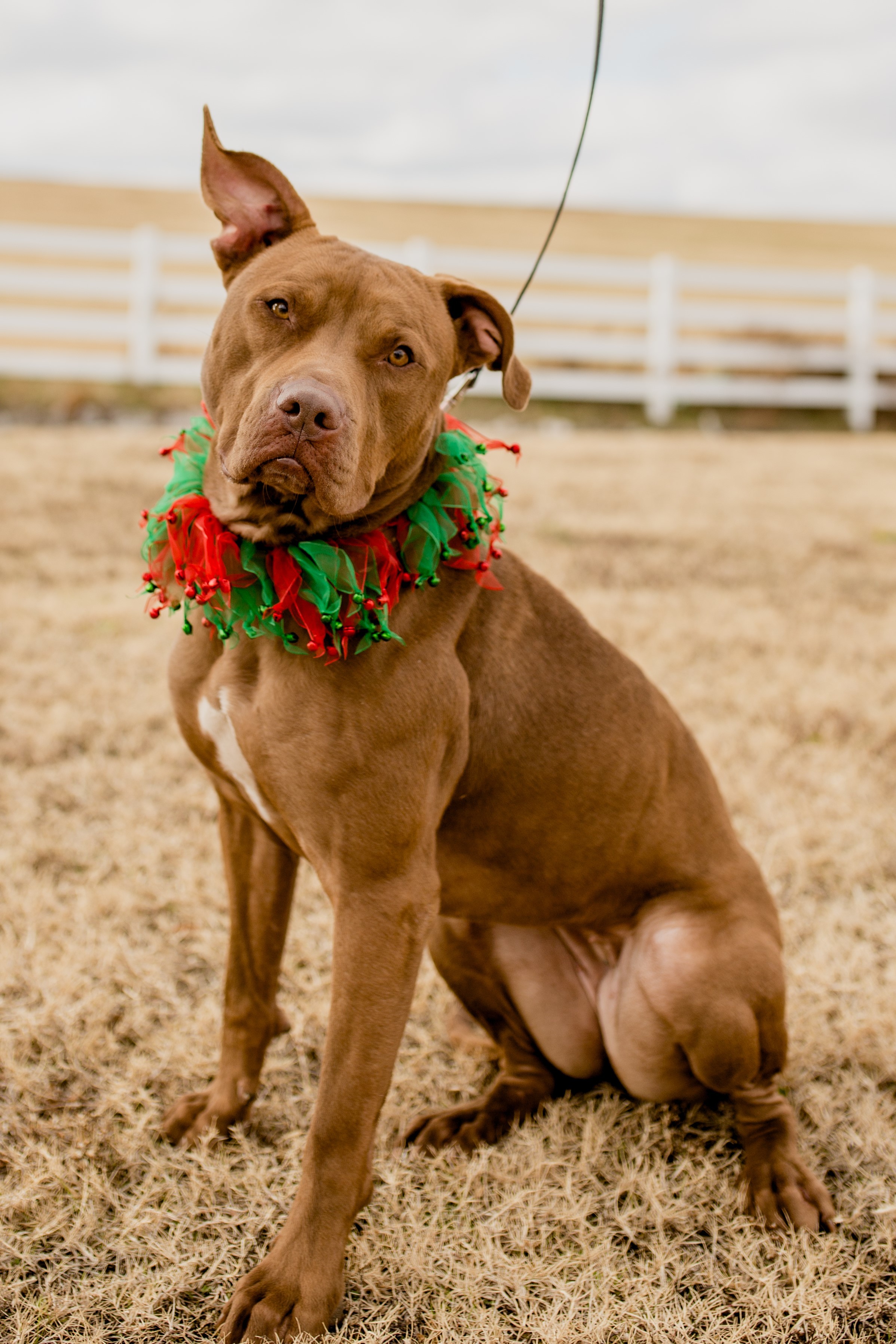 Autumn, an adoptable Staffordshire Bull Terrier, Mixed Breed in Tulsa, OK, 74152 | Photo Image 3