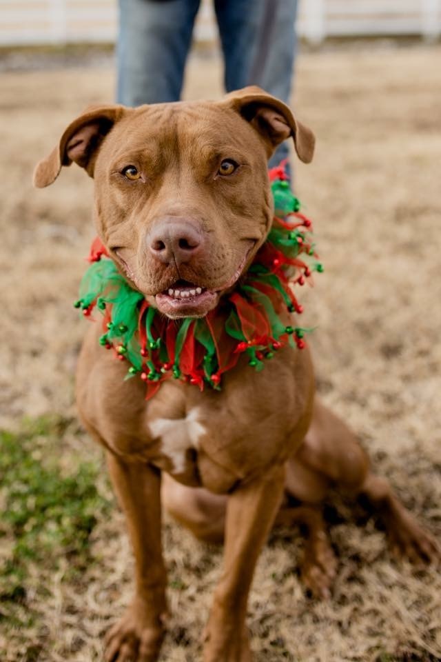 Autumn, an adoptable Staffordshire Bull Terrier, Mixed Breed in Tulsa, OK, 74152 | Photo Image 1